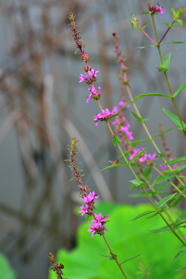 DSC_9244.jpg