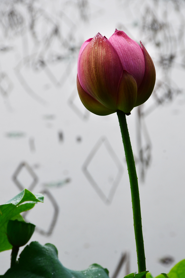 DSC_9174.jpg