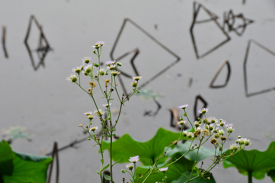 DSC_9177.jpg