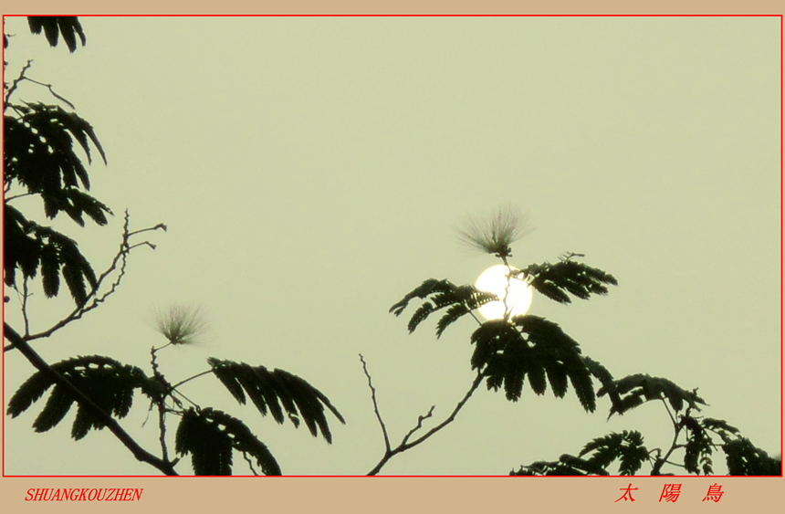 太陽鳥02.jpg