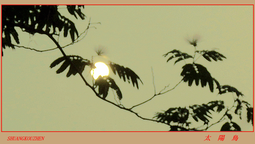 太陽鳥03 .JPG