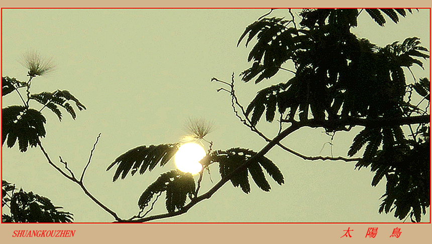 太陽鳥04.JPG