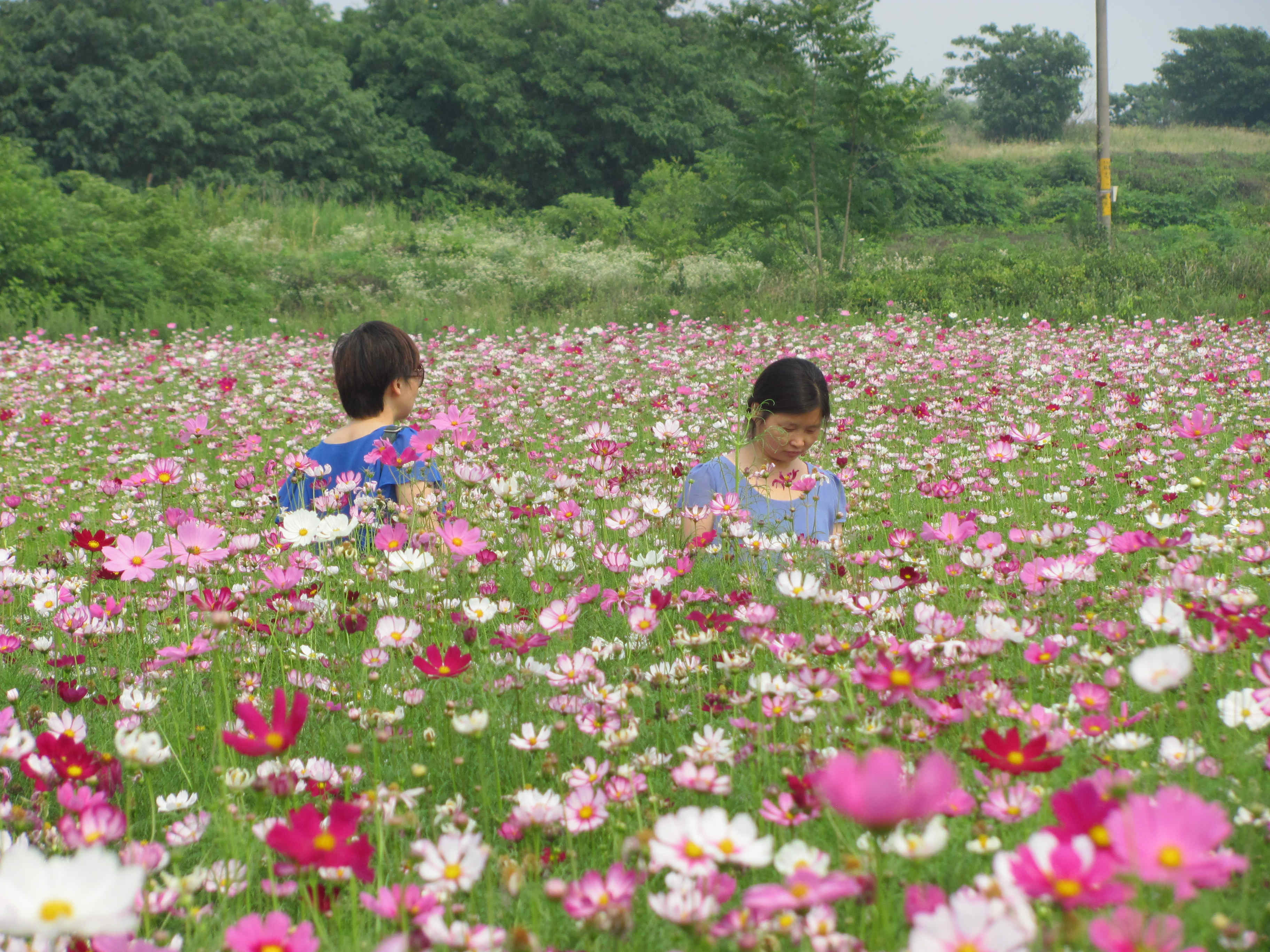 格桑花，（大波斯菊）