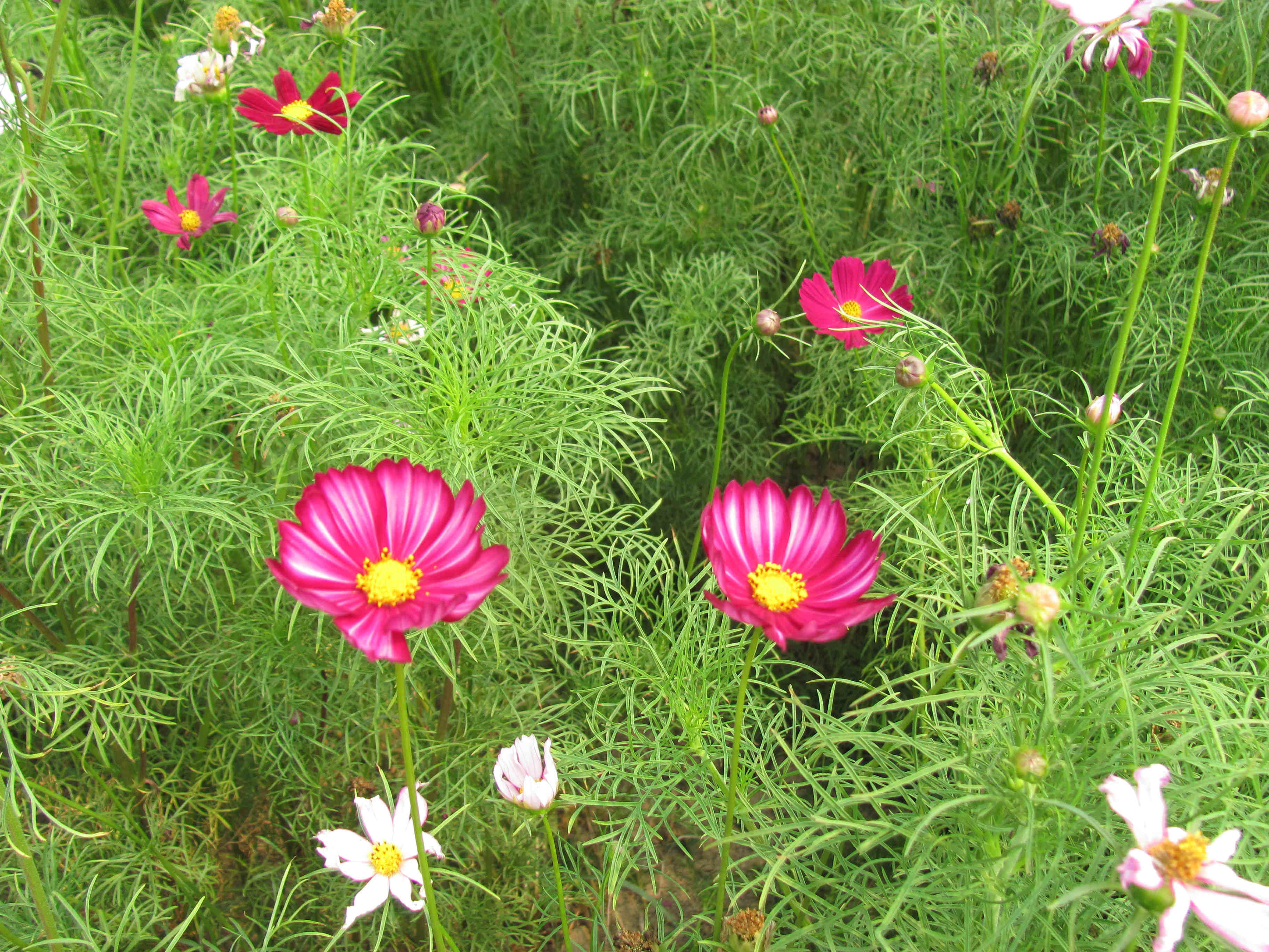 格桑花，（大波斯菊）