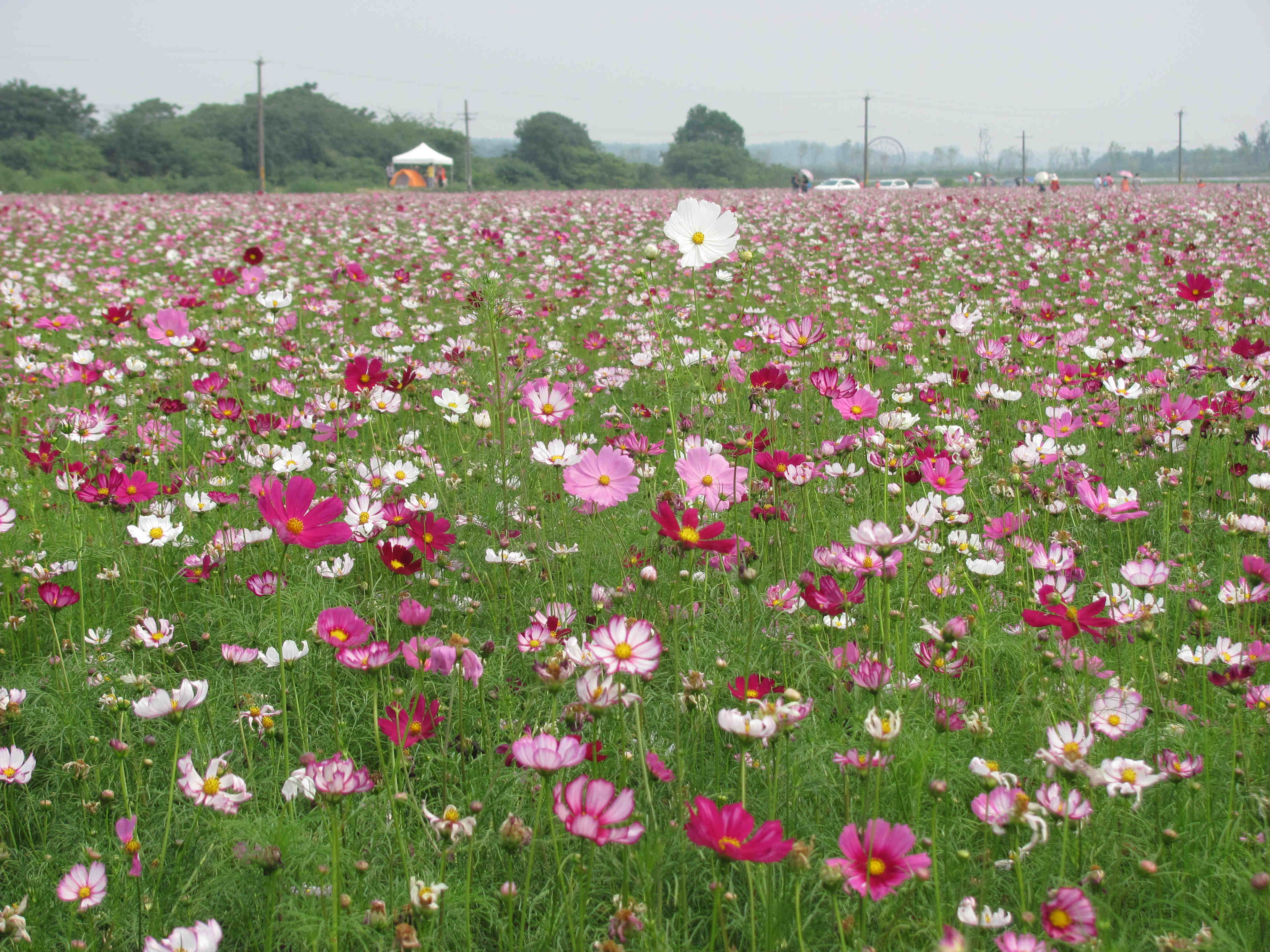 格桑花，（大波斯菊）