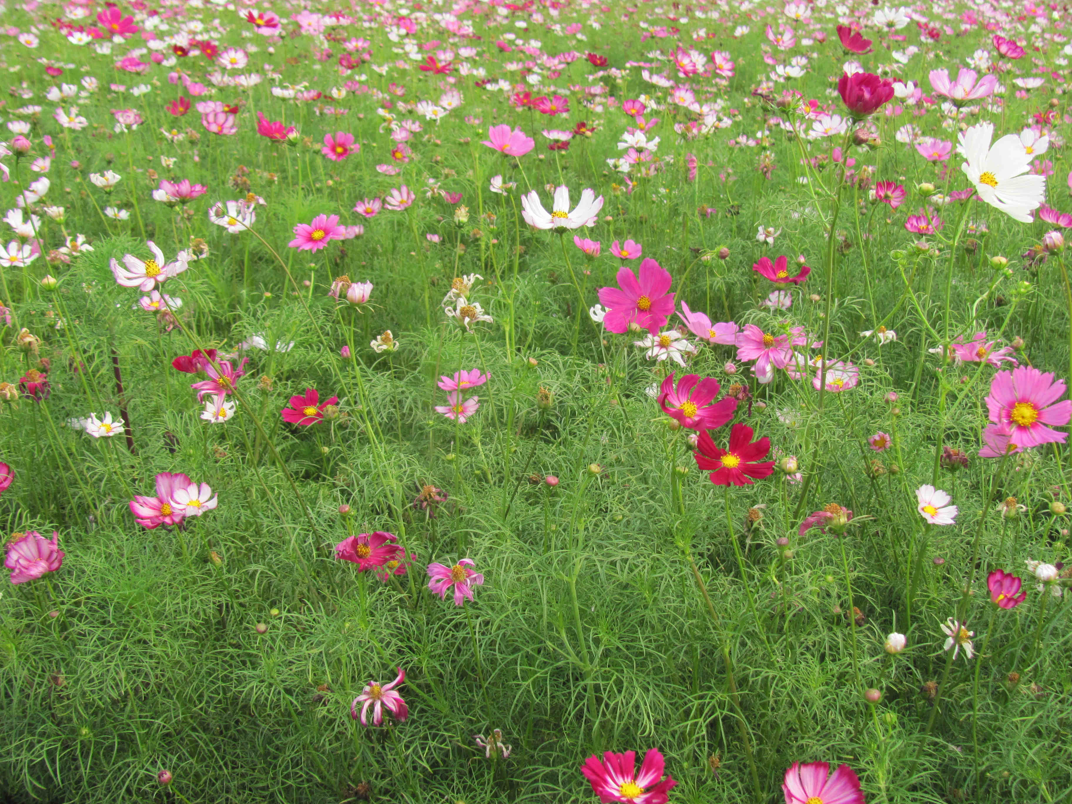 格桑花，（大波斯菊）