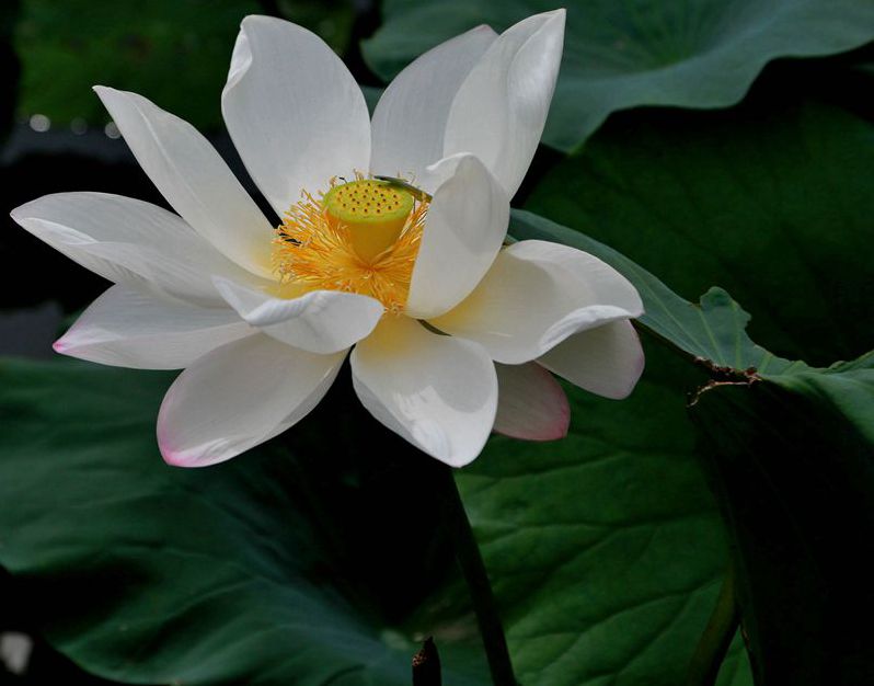 拍荷花4.jpg