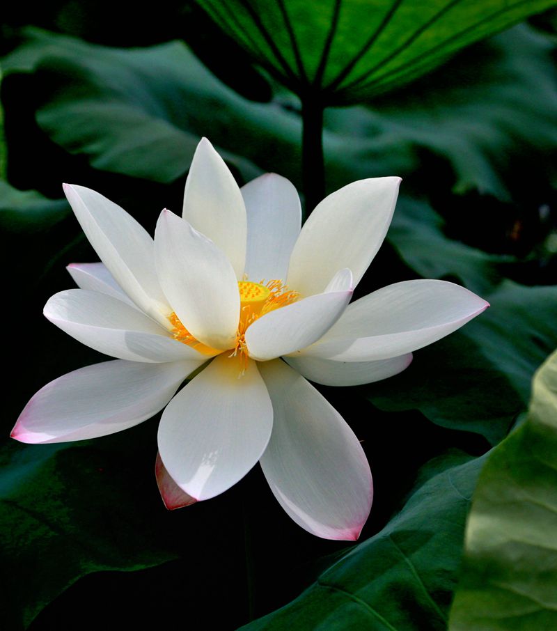 拍荷花.jpg