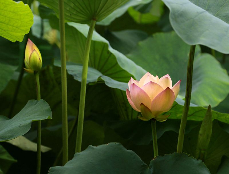 拍荷花5.jpg