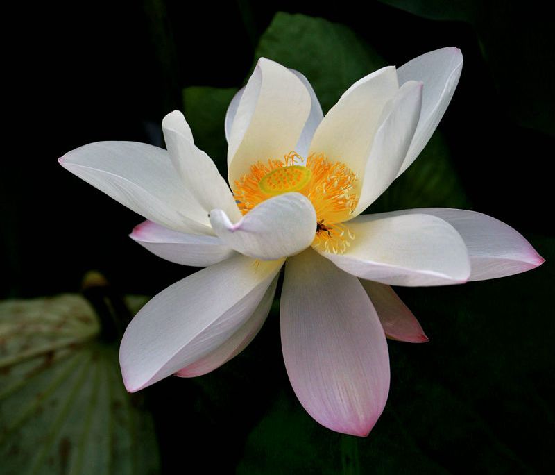 拍荷花3.jpg