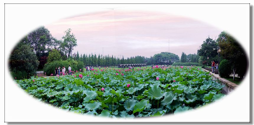 賞荷01.JPG