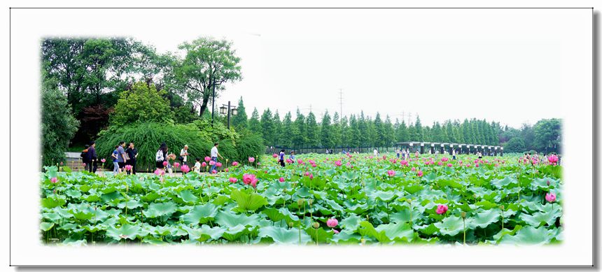 賞荷02.JPG