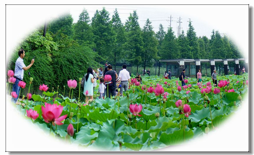 賞荷03.JPG