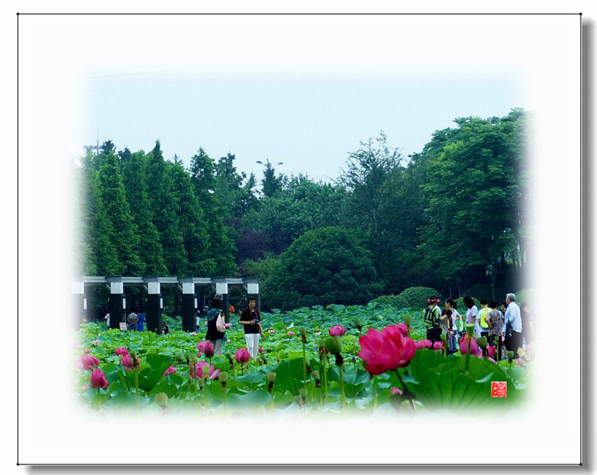 賞荷04.jpg