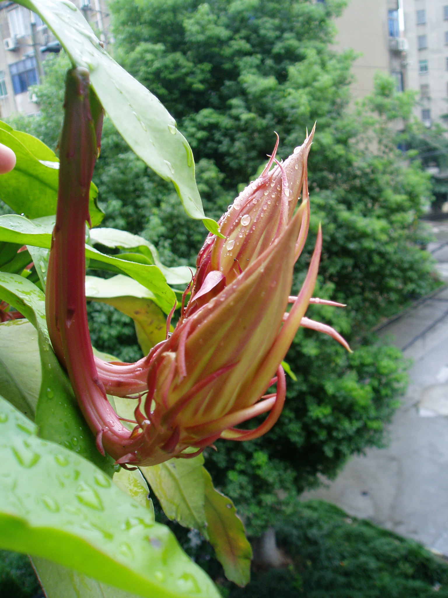 沐浴雨露的昙花.JPG