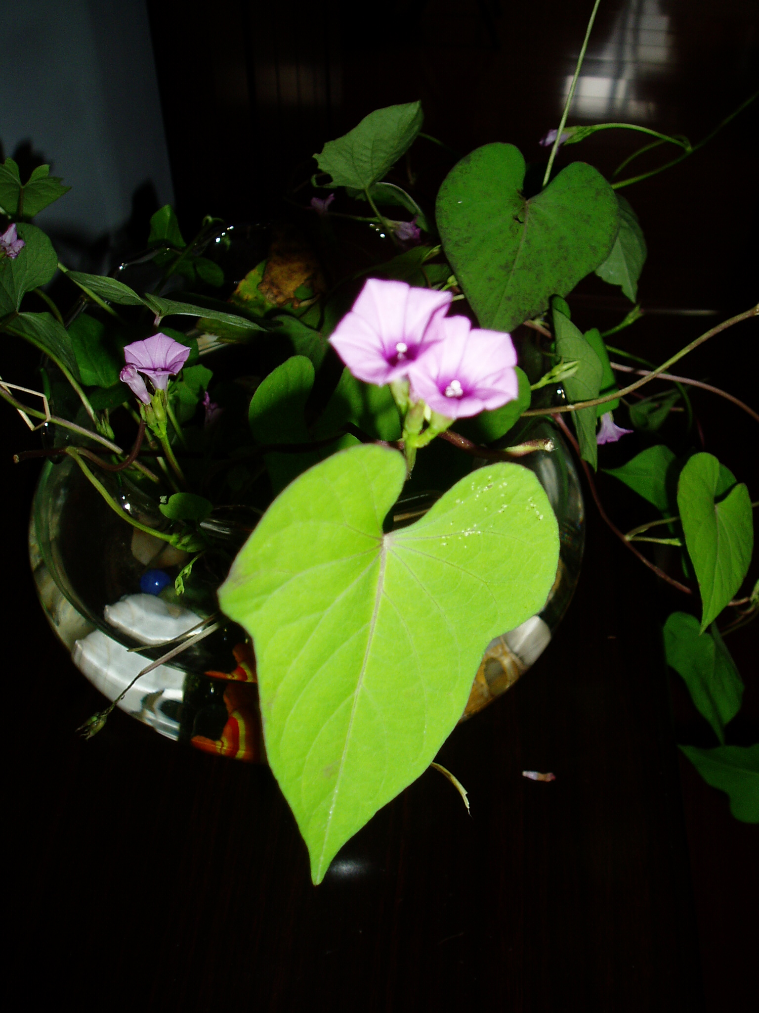 上写意花鸟课正在学画牵牛花，需要观察它的花头和叶子