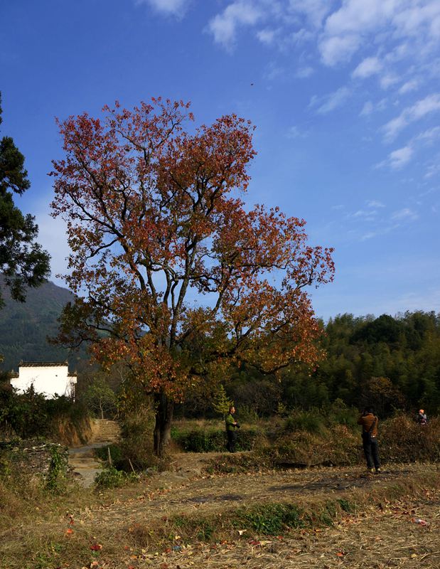 塔川秋色随拍9.JPG