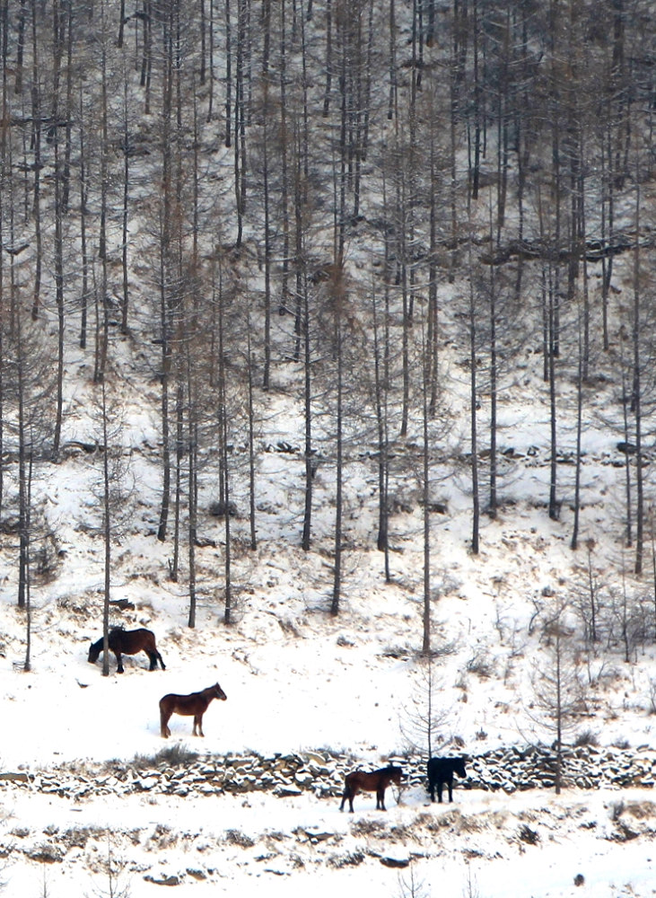 nEO_IMG_02.07林海雪原中的马儿  2014.02.07年初八摄于五台山.jpg