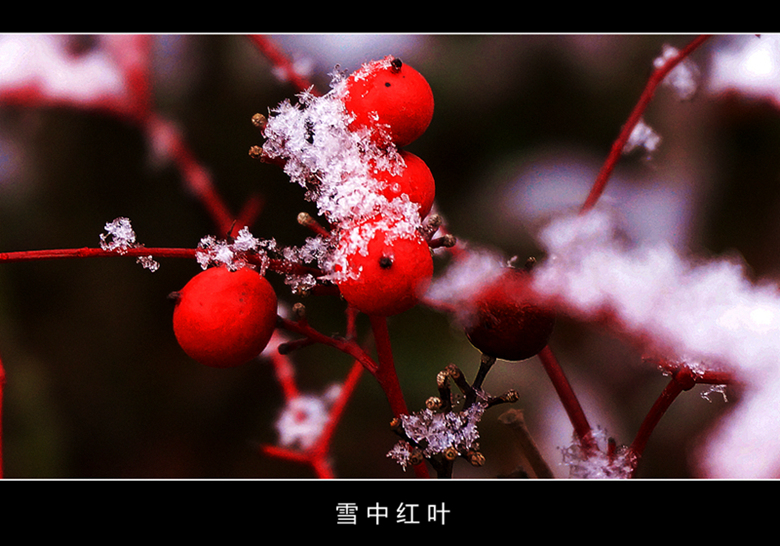 雪中红叶（6）.jpg