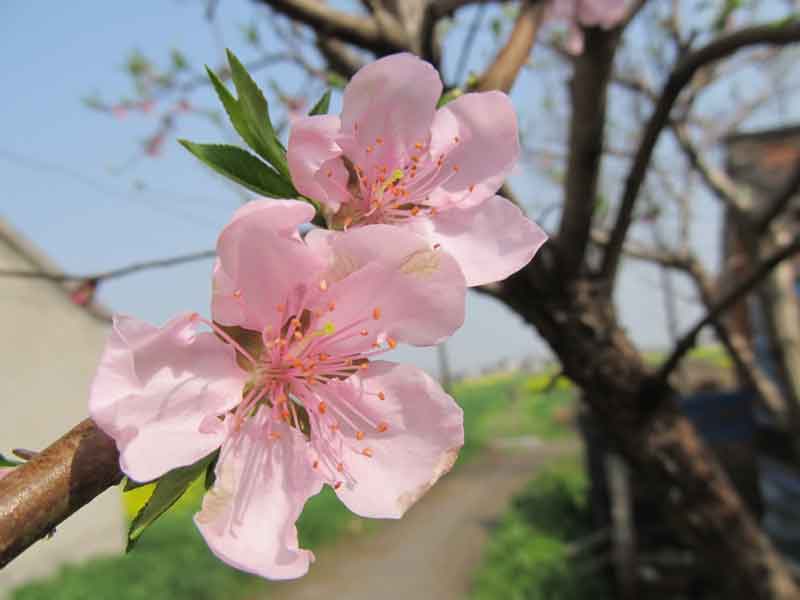 桃花朵朵开.jpg