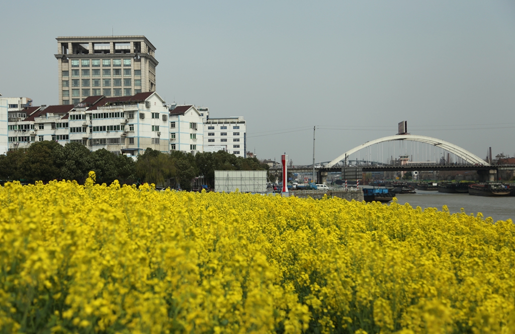 春映运河岸 008_副本.jpg