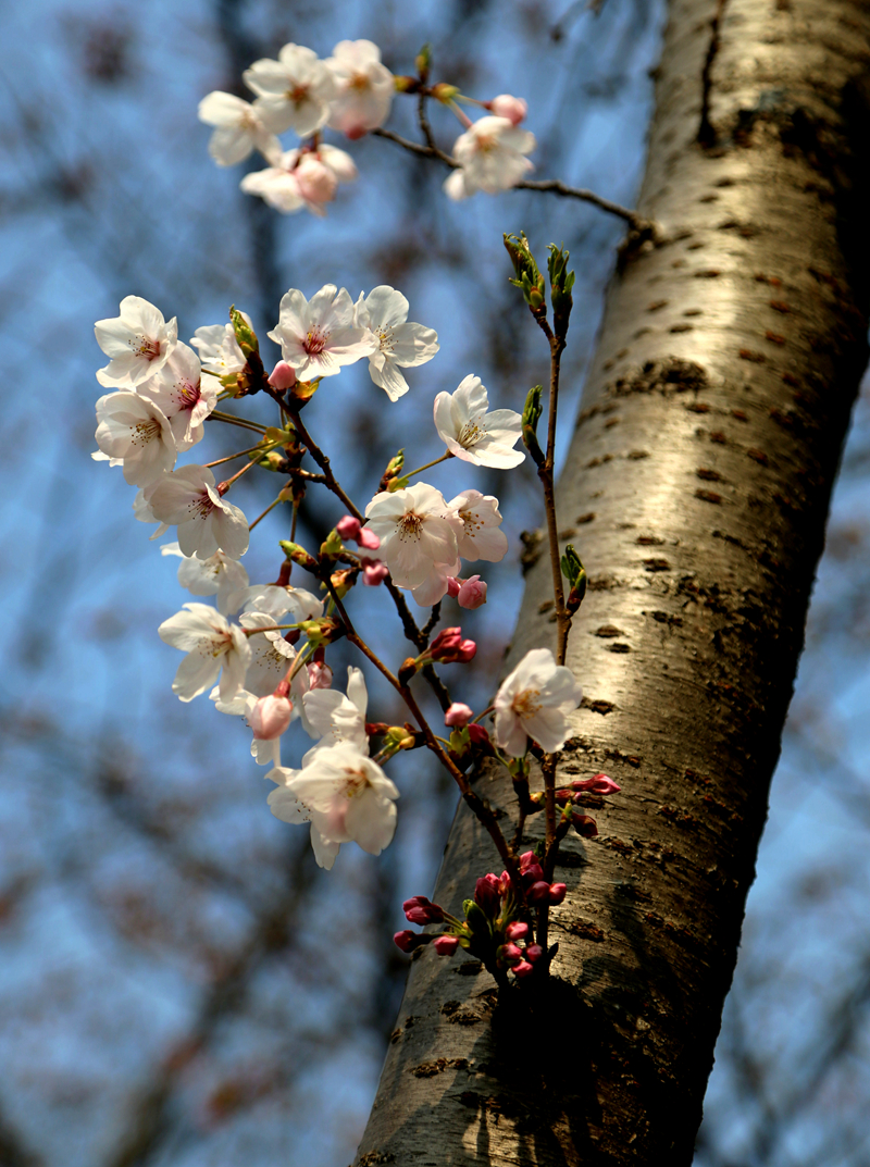 拍摄樱花4.jpg