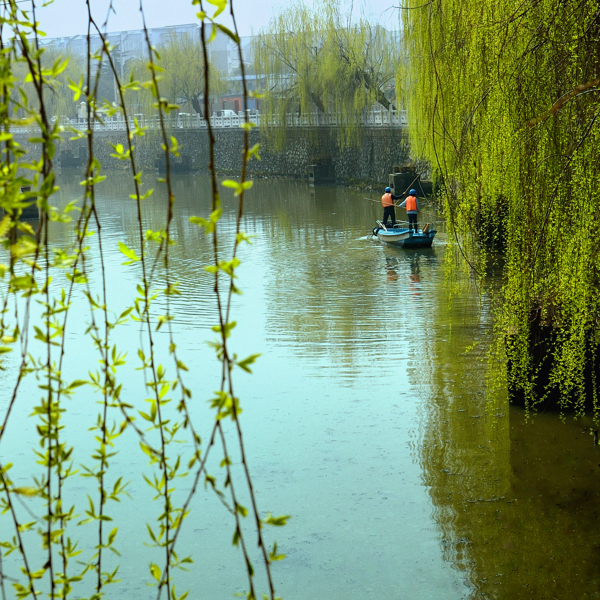 2.春风杨柳万千条（组照二）.jpg