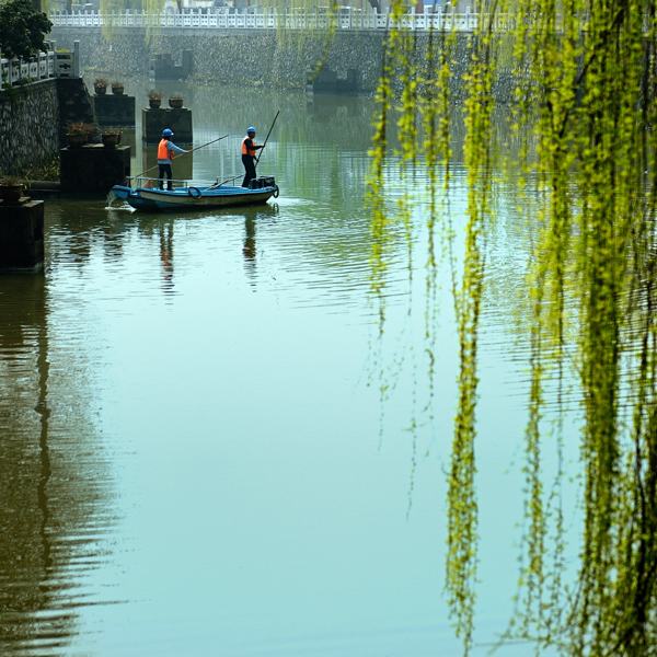 4.春风杨柳万千条（组照四）.jpg