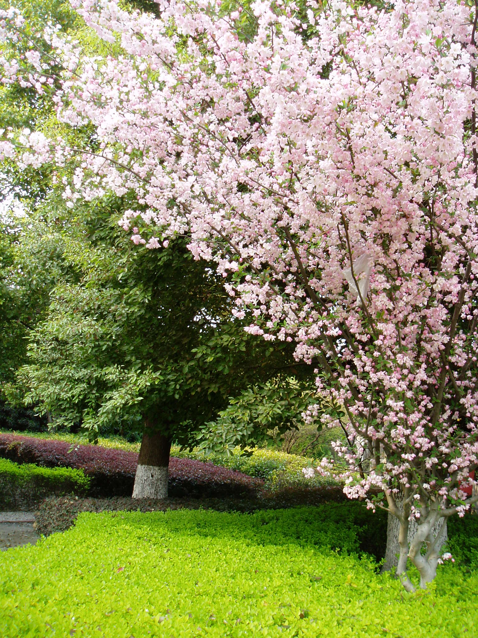 繁花碧树.JPG