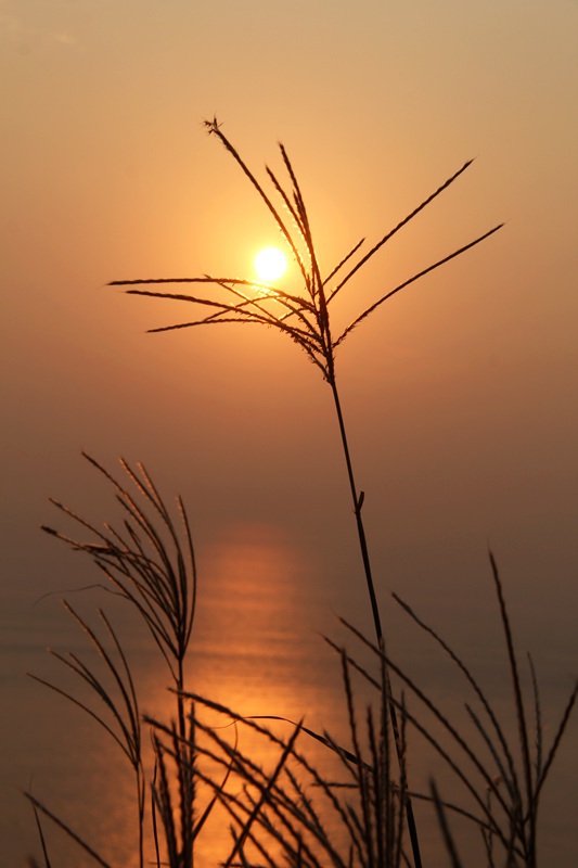 夕阳下——芦花.jpg