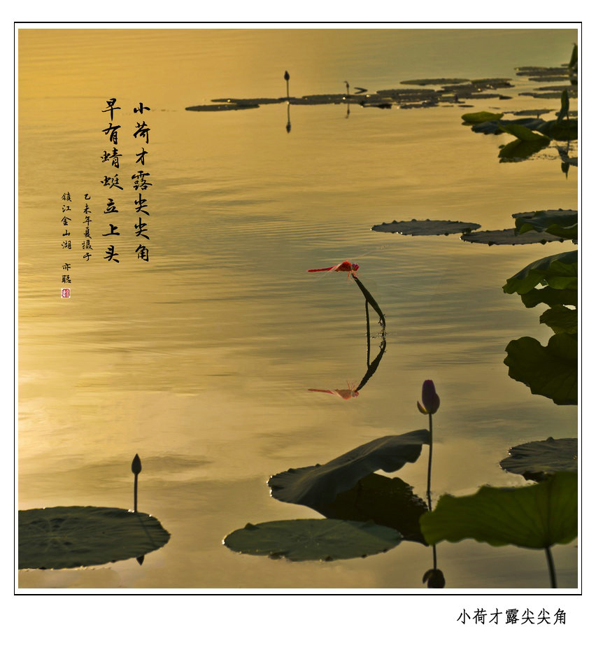 小荷才露尖尖角.jpg