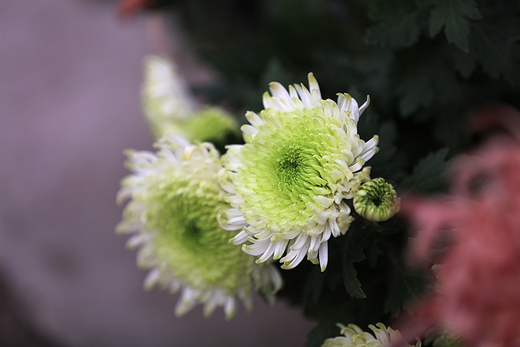 10.25拍菊 039_副本.jpg