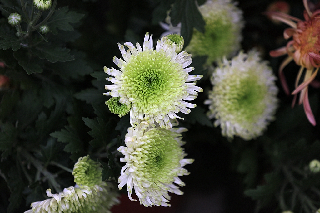 10.25拍菊 041_副本.jpg