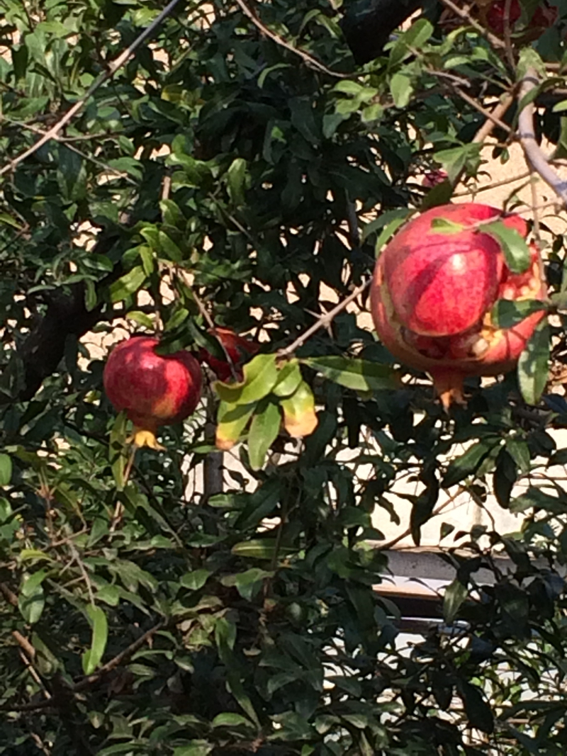 IMG_0009_副本.jpg