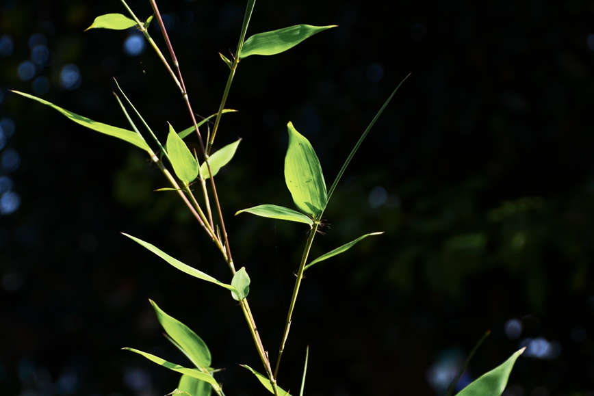 DSC_8280.JPG