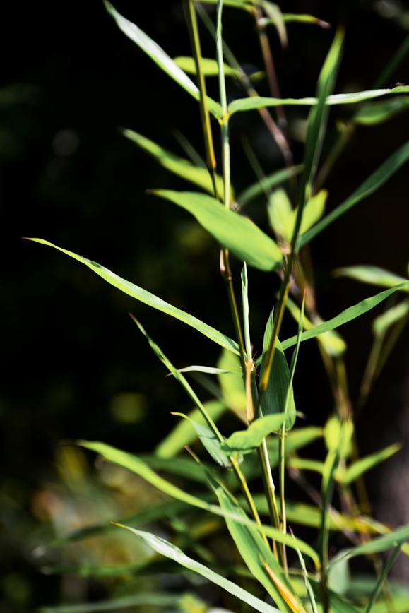 DSC_8278.JPG