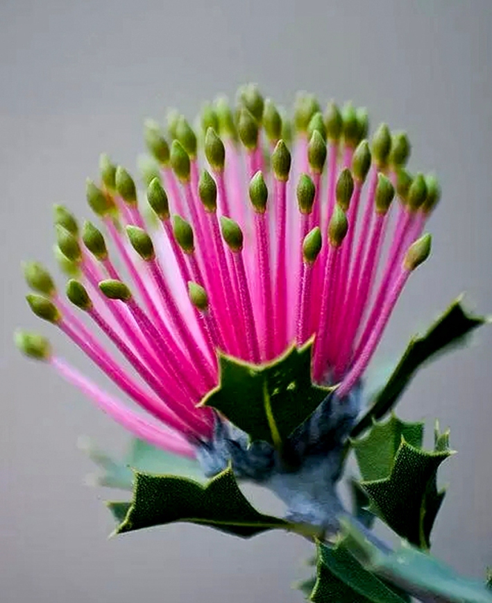 奇 花1.jpg