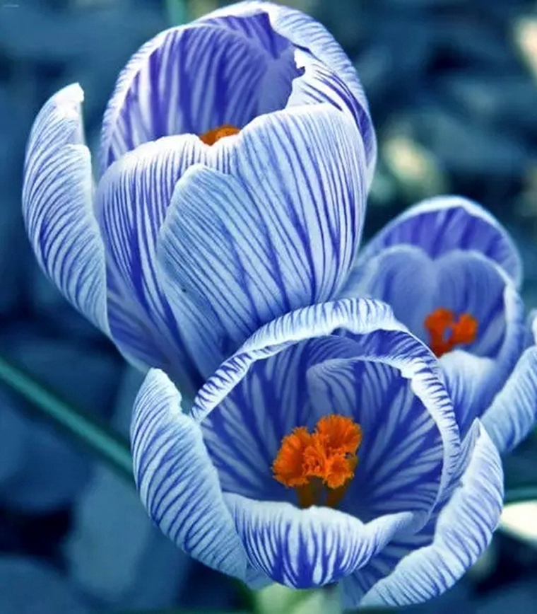 奇 花2.jpg