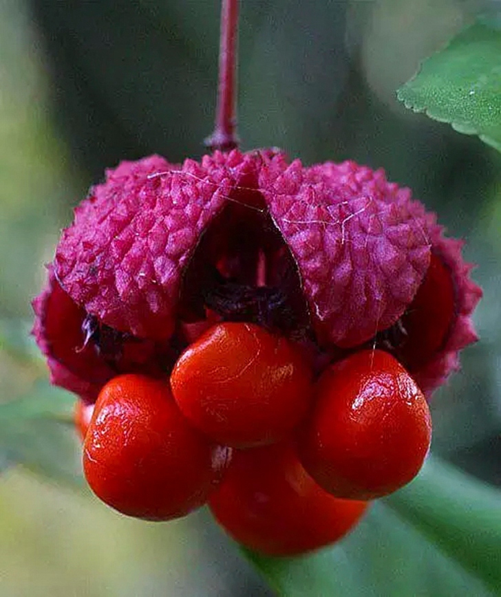 奇 花3.jpg