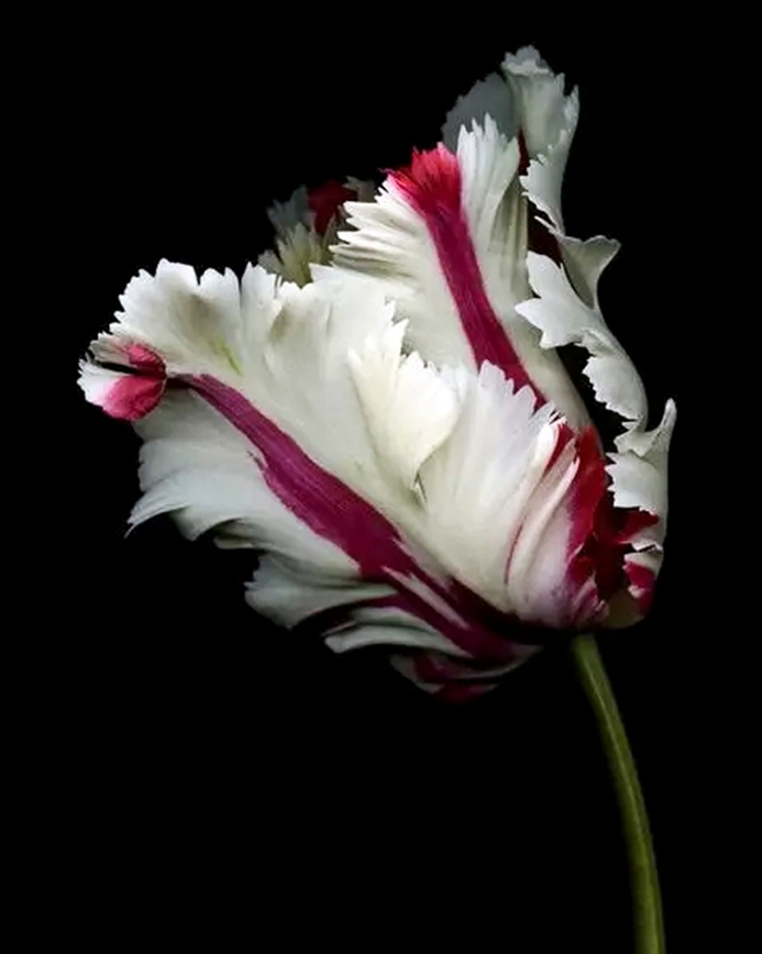 奇 花5.jpg
