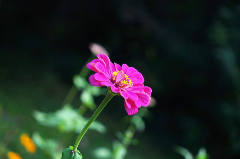 DSC06496.JPG