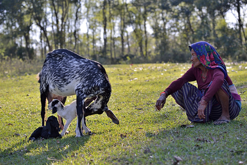8.母爱   2015.03.10摄于尼泊尔奇旺国家森林公园.jpg