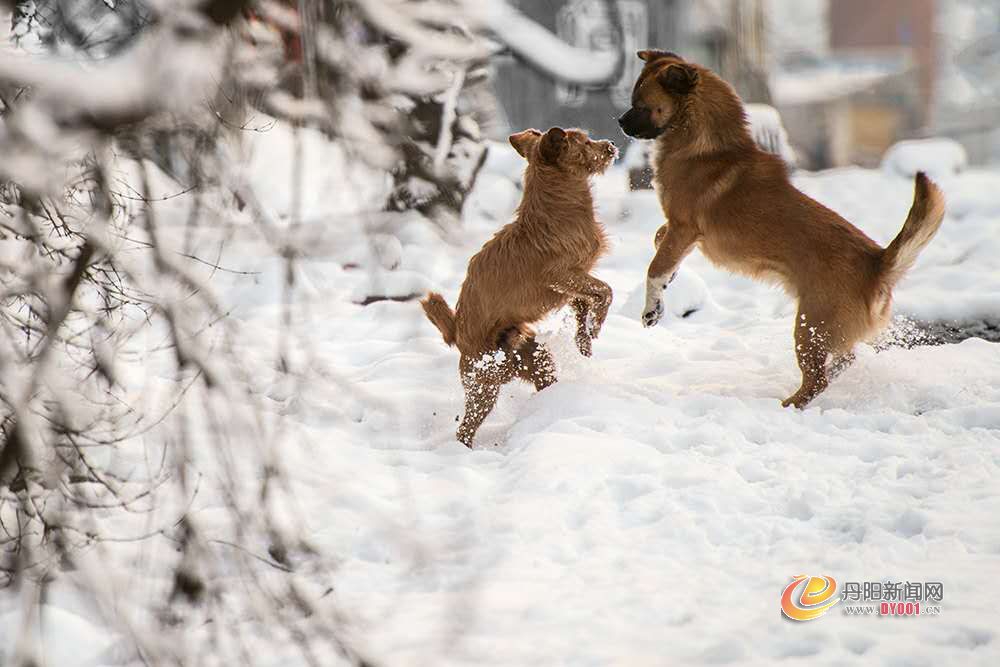 二犬戏雪图