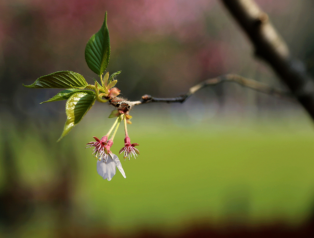 小花随拍.jpg