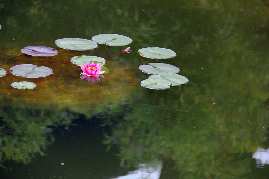 睡莲花