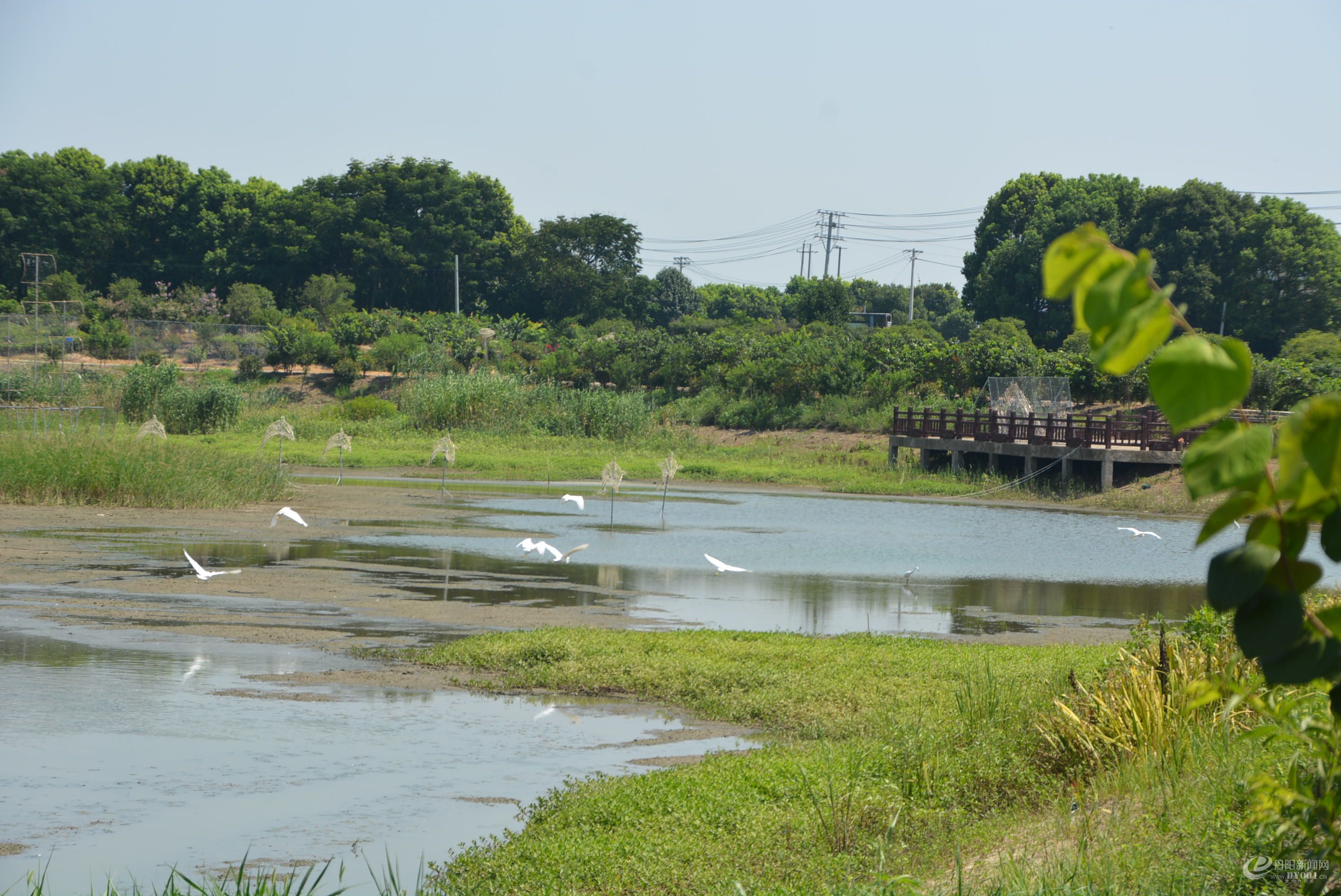 湿地风景.JPG