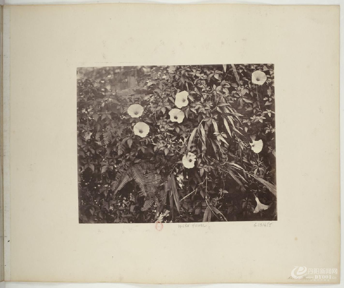 Photographs of Hong Kong.香港最早期照片集.1868年0028.jpg
