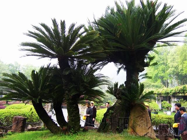 武夷山百年铁树