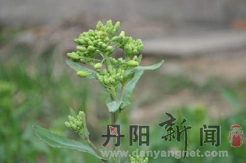 含苞待放的油菜花.jpg