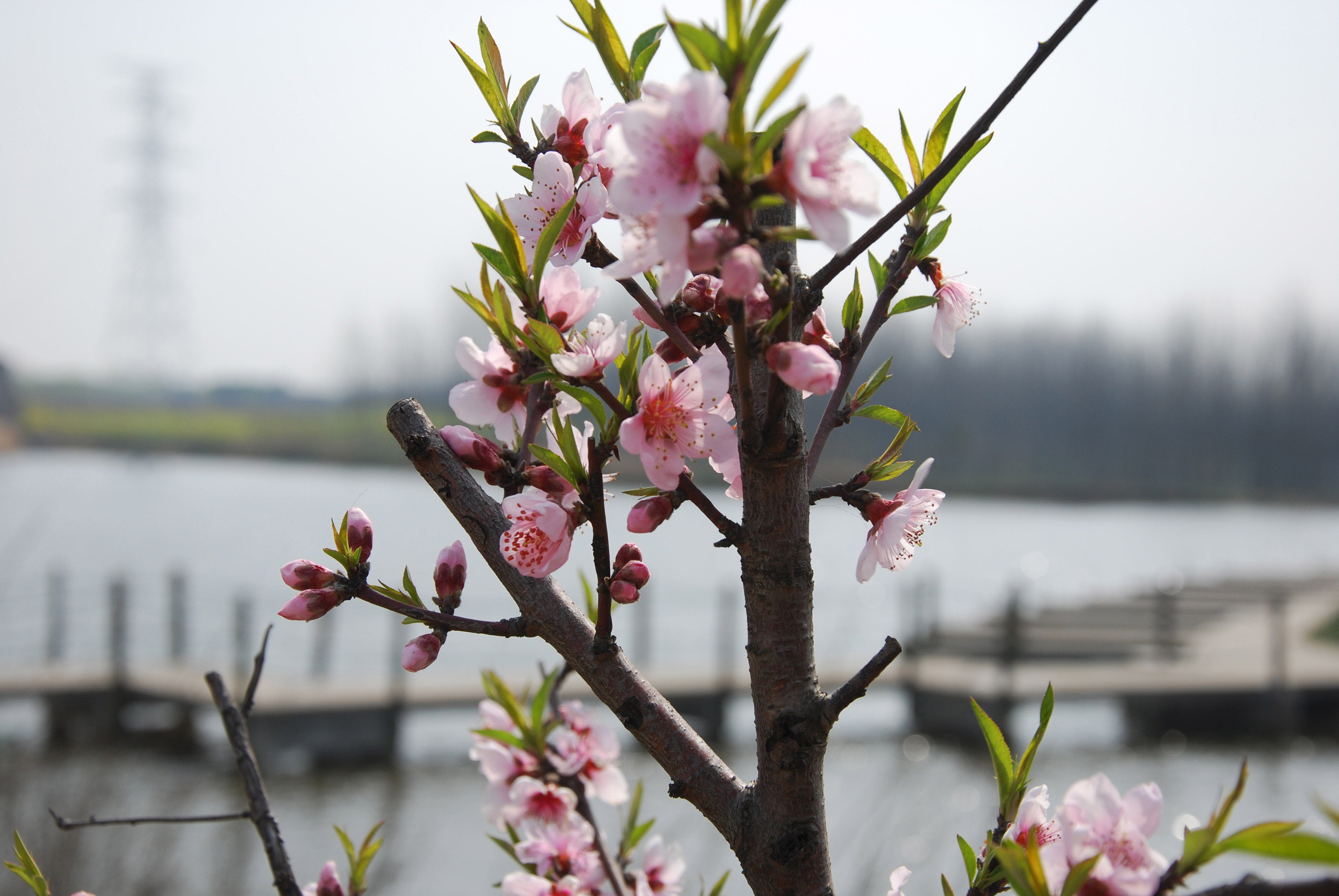 桃花争艳  沈香梅3月29日摄于杏虎村桃花岛